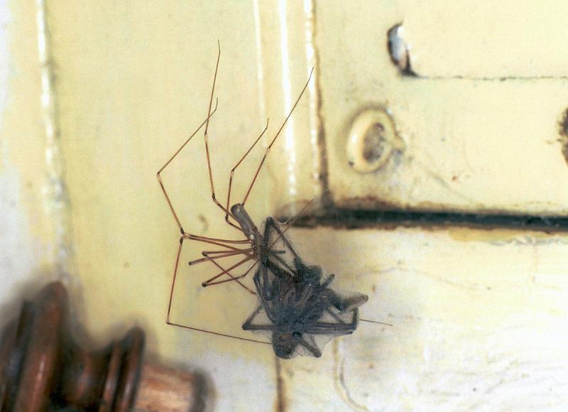 Pholcus_phalangioides_F1534_Z_88_Les Gris_Frankrijk.jpg